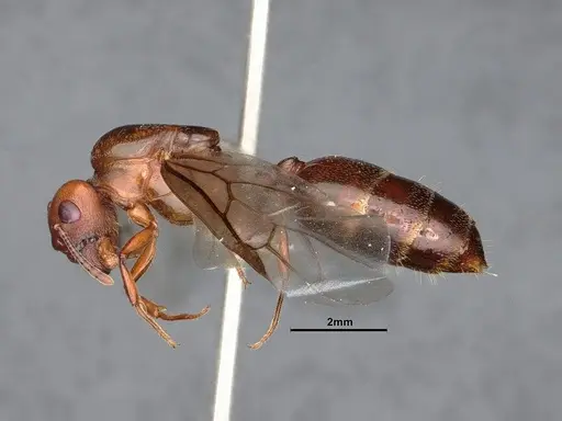 Crematogaster depilis specimen CASENT0884385 image casent0884385_3