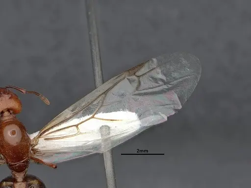 Crematogaster depilis specimen CASENT0884385 image casent0884385_4