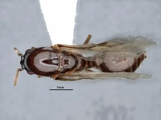 Crematogaster depilis specimen CASENT0885483 image casent0885483_1