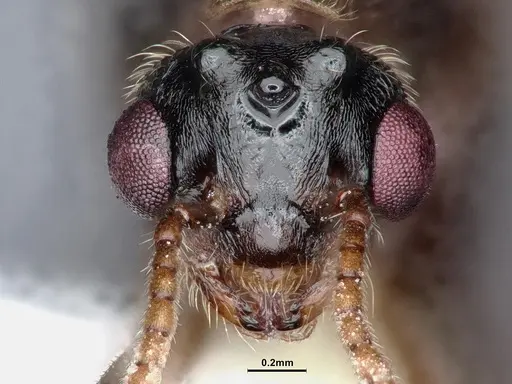 Crematogaster depilis specimen CASENT0885483 image casent0885483_2