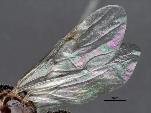 Crematogaster depilis specimen CASENT0885483 image casent0885483_4