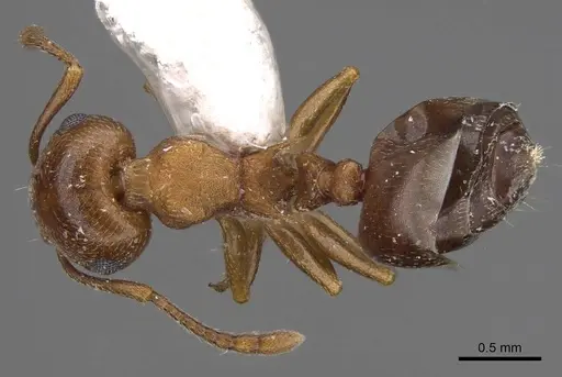 Crematogaster depilis specimen CASENT0914491 image casent0914491_1