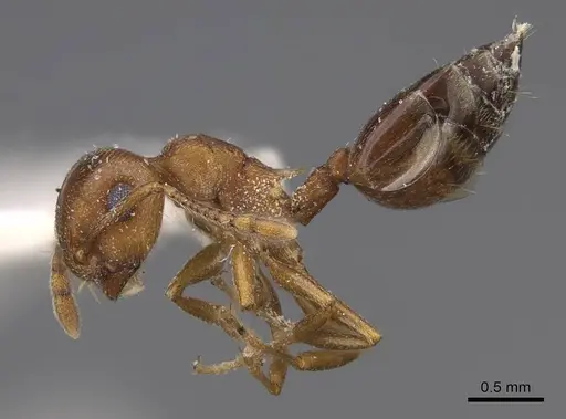 Crematogaster depilis specimen CASENT0914491 image casent0914491_3