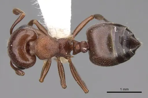 Crematogaster depilis specimen CASENT0922728 image casent0922728_1