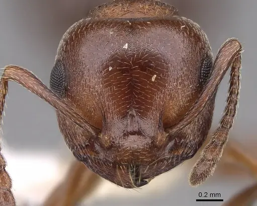 Crematogaster depilis specimen CASENT0922728 image casent0922728_2