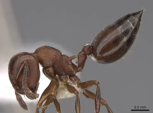 Crematogaster depilis specimen CASENT0922728 image casent0922728_3