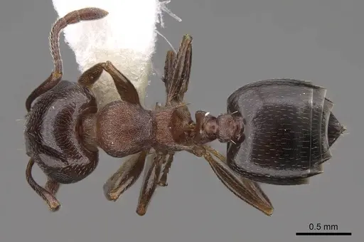Crematogaster depilis specimen CASENT0922732 image casent0922732_1