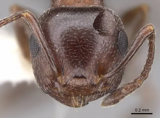 Crematogaster depilis specimen CASENT0922732 image casent0922732_2