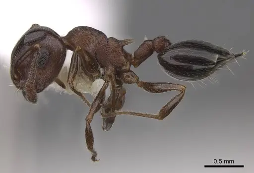 Crematogaster depilis specimen CASENT0922732 image casent0922732_3
