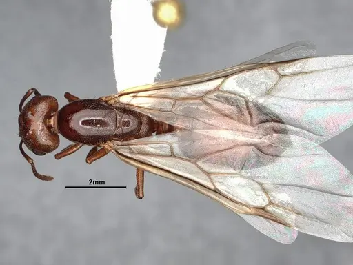 Crematogaster depilis specimen CASENT4031310 image casent4031310_1