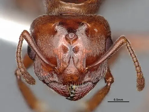 Crematogaster depilis specimen CASENT4031310 image casent4031310_2