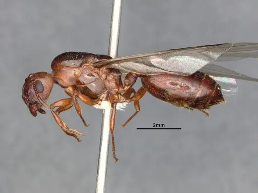 Crematogaster depilis specimen CASENT4031310 image casent4031310_3