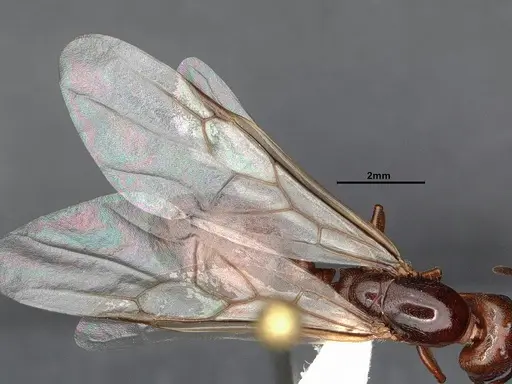Crematogaster depilis specimen CASENT4031310 image casent4031310_4