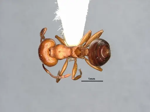 Crematogaster depilis specimen CASENT4031313 image casent4031313_1