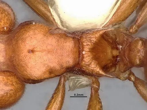Crematogaster depilis specimen CASENT4031313 image casent4031313_2