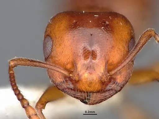 Crematogaster depilis specimen CASENT4031313 image casent4031313_3