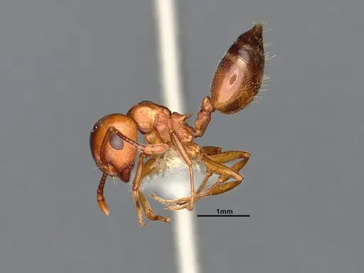 Crematogaster depilis specimen CASENT4031313 image casent4031313_4