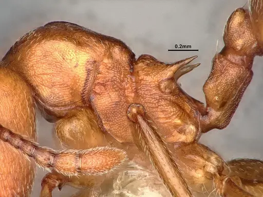 Crematogaster depilis specimen CASENT4031313 image casent4031313_5