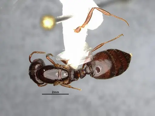 Crematogaster depilis specimen CASENT4031432 image casent4031432_1