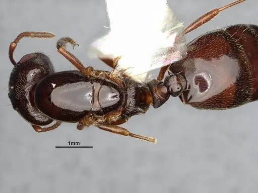 Crematogaster depilis specimen CASENT4031432 image casent4031432_2