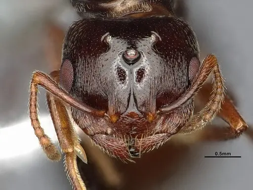 Crematogaster depilis specimen CASENT4031432 image casent4031432_3