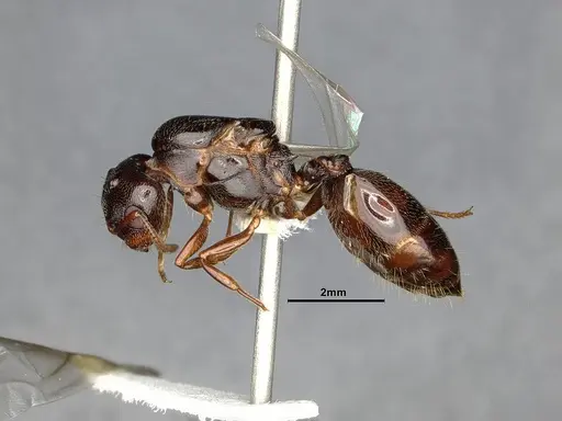 Crematogaster depilis specimen CASENT4031432 image casent4031432_4