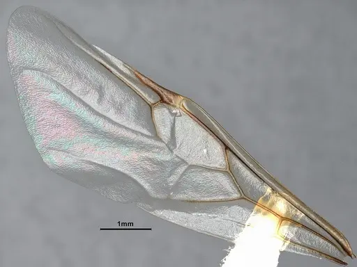 Crematogaster depilis specimen CASENT4031432 image casent4031432_5