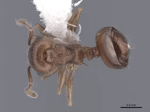 Crematogaster depilis specimen FMNHINS0000062954 image fmnhins0000062954_1