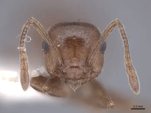 Crematogaster depilis specimen FMNHINS0000062954 image fmnhins0000062954_2
