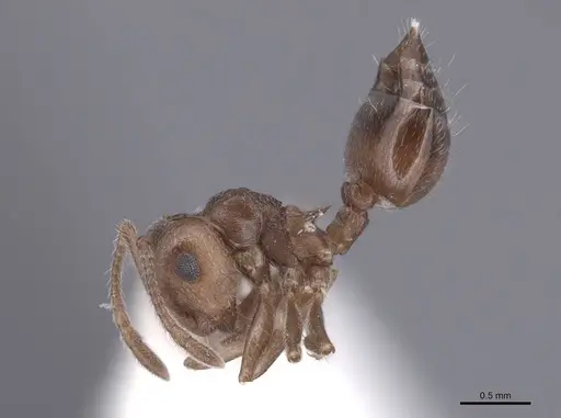 Crematogaster depilis specimen FMNHINS0000062954 image fmnhins0000062954_3