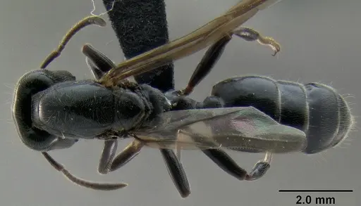 Crematogaster depressa specimen CASENT0087590 image casent0087590_1