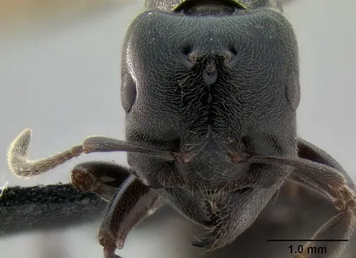 Crematogaster depressa specimen CASENT0087590 image casent0087590_2