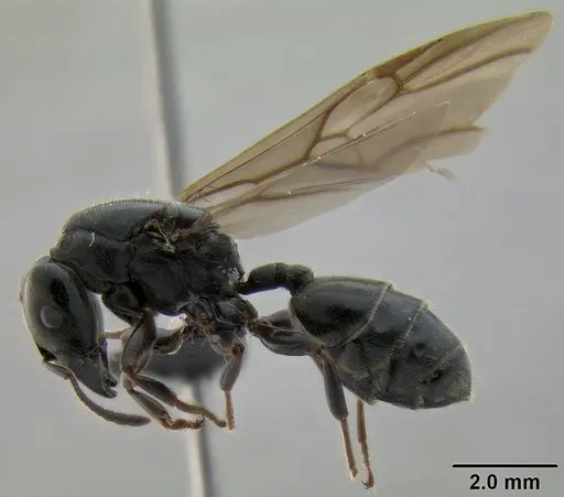 Crematogaster depressa specimen CASENT0087590 image casent0087590_3