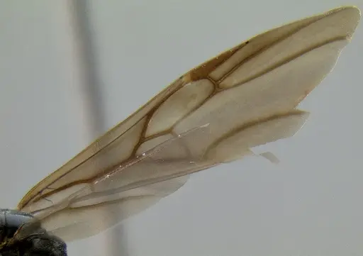 Crematogaster depressa specimen CASENT0087590 image casent0087590_4