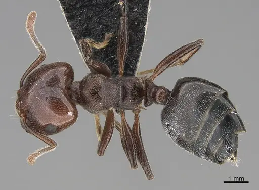 Crematogaster depressa specimen CASENT0170287 image casent0170287_1