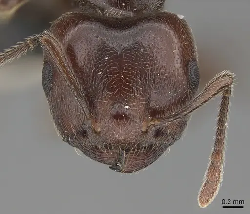 Crematogaster depressa specimen CASENT0170287 image casent0170287_2