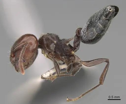 Crematogaster depressa specimen CASENT0170287 image casent0170287_3