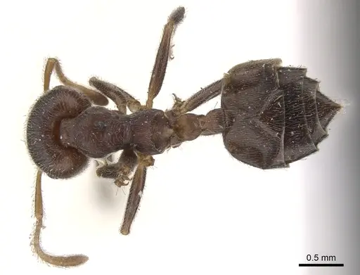 Crematogaster depressa specimen CASENT0902072 image casent0902072_1