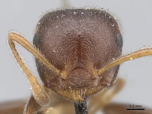 Crematogaster depressa specimen CASENT0902072 image casent0902072_2