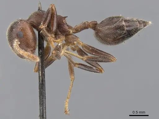 Crematogaster depressa specimen CASENT0902072 image casent0902072_3