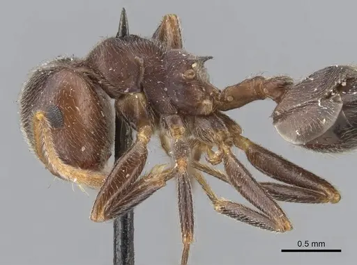 Crematogaster depressa specimen CASENT0902072 image casent0902072_4