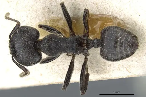 Crematogaster depressa specimen CASENT0904471 image casent0904471_1