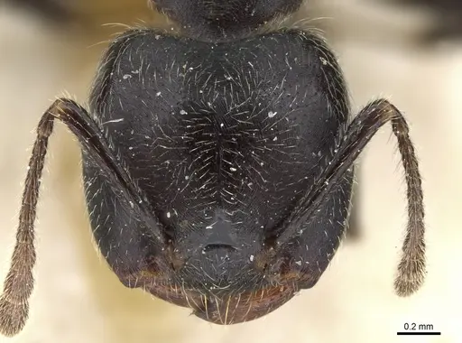 Crematogaster depressa specimen CASENT0904471 image casent0904471_2