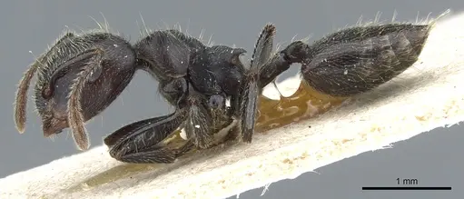 Crematogaster depressa specimen CASENT0904471 image casent0904471_3