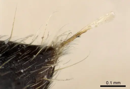 Crematogaster depressa specimen CASENT0904471 image casent0904471_4