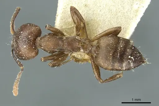 Crematogaster depressa specimen CASENT0912627 image casent0912627_1