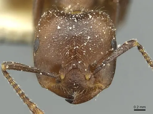 Crematogaster depressa specimen CASENT0912627 image casent0912627_2