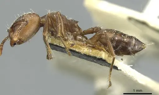 Crematogaster depressa specimen CASENT0912627 image casent0912627_3