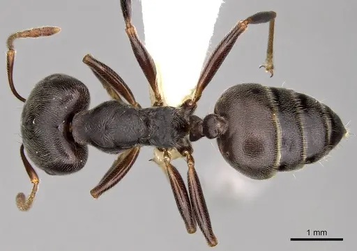 Crematogaster depressa specimen CASENT0914285 image casent0914285_1