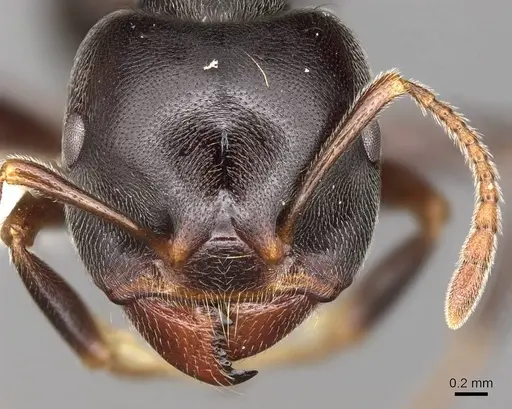 Crematogaster depressa specimen CASENT0914285 image casent0914285_2